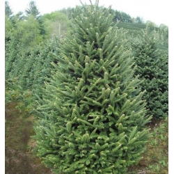 nasiona Jodła Frasera Abies szt5 Fore23