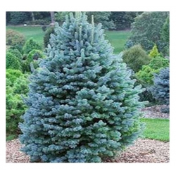 nasiona Jodła górska Abies szt5 Fore28