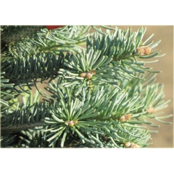 nasiona Jodła górska Abies szt5 Fore28