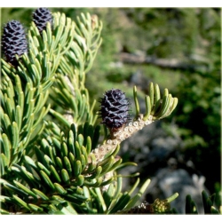 nasiona Jodła górska Abies szt5 Fore28