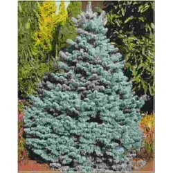 nasiona Jodła górska Abies szt5 Fore28