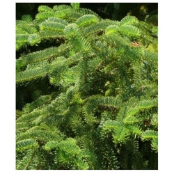 nasiona Jodła grecka Abies szt5 Fore16