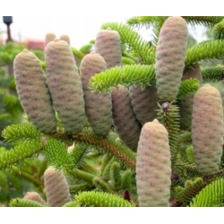 nasiona Jodła grecka Abies szt5 Fore16