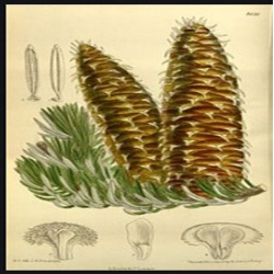 nasiona Jodła grecka Abies szt5 Fore16