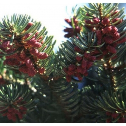 nasiona Jodła grecka Abies szt5 Fore16