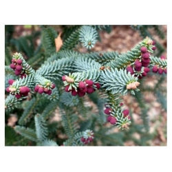 nasiona Jodła hiszpańska Abies szt5 Fore35