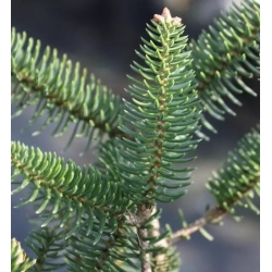 nasiona Jodła hiszpańska Abies szt5 Fore35