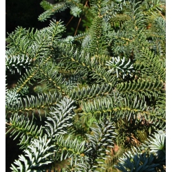nasiona Jodła hiszpańska Abies szt5 Fore35
