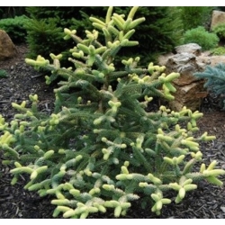 nasiona Jodła hiszpańska Abies szt5 Fore35