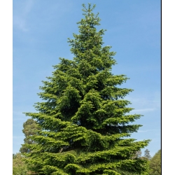 nasiona Jodła hiszpańska Abies szt5 Fore35