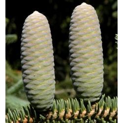 nasiona Jodła hiszpańska Abies szt5 Fore35