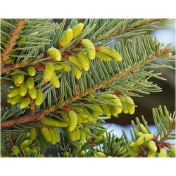 nasiona Jodła japońska Abies szt5 Fore21