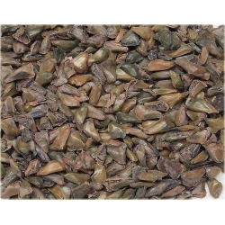 nasiona Jodła japońska Abies szt5 Fore21