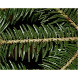 nasiona Jodła japońska Abies szt5 Fore21