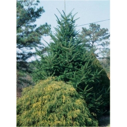 nasiona Jodła japońska Abies szt5 Fore21
