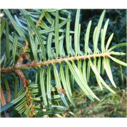 nasiona Jodła japońska Abies szt5 Fore21