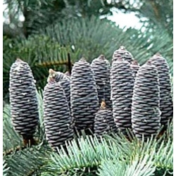 nasiona Jodła jednobarwna kalifornijska Abies szt5 Fore17