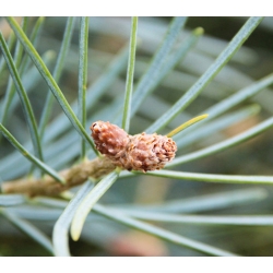 nasiona Jodła jednobarwna kalifornijska Abies szt5 Fore17