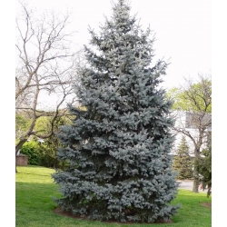 nasiona Jodła jednobarwna kalifornijska Abies szt5 Fore17