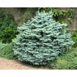 nasiona Jodła jednobarwna kalifornijska Abies szt5 Fore17