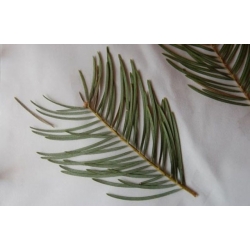 nasiona Jodła jednobarwna srebrzysta Abies szt5 Fore18