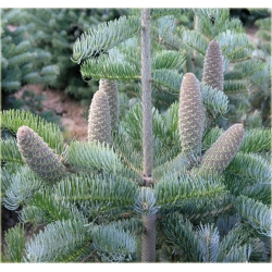 nasiona Jodła jednobarwna srebrzysta Abies szt5 Fore18