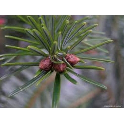 nasiona Jodła kaukaska Abies szt5 Fore33