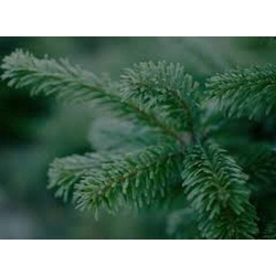 nasiona Jodła kaukaska Abies szt5 Fore33