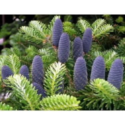 nasiona Jodła koreańska Abies szt5 Fore27