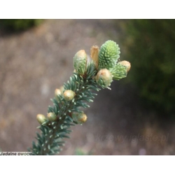 nasiona Jodła koreańska Abies szt5 Fore27