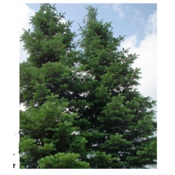 nasiona Jodła Lowa Abies szt5 Fore19