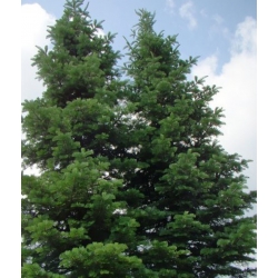 nasiona Jodła Lowa Abies szt5 Fore19