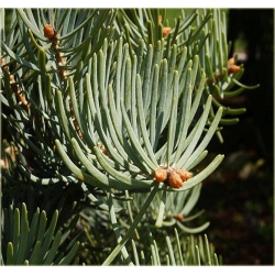 nasiona Jodła Lowa Abies szt5 Fore19