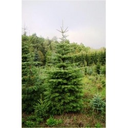 nasiona Jodła Lowa Abies szt5 Fore19