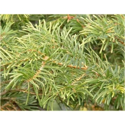 nasiona Jodła Lowa Abies szt5 Fore19