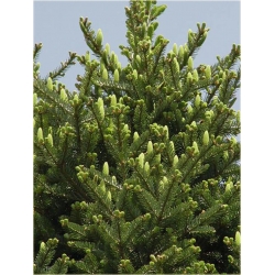 nasiona Jodła mandżurska Abies szt5 Fore25
