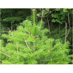 nasiona Jodła mandżurska Abies szt5 Fore25