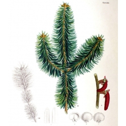 nasiona Jodła nikko Abies szt5 Fore26