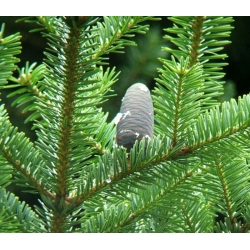 nasiona Jodła nikko Abies szt5 Fore26