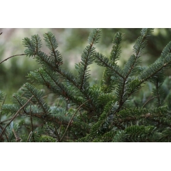 nasiona Jodła nikko Abies szt5 Fore26