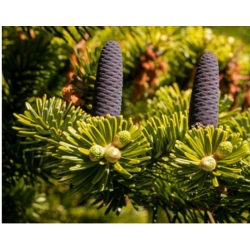 nasiona Jodła nikko Abies szt5 Fore26