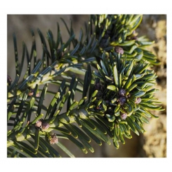 nasiona Jodła olbrzymia Abies szt5 Fore24