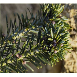 nasiona Jodła olbrzymia Abies szt5 Fore24