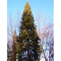 nasiona Jodła olbrzymia Abies szt5 Fore24