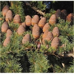 nasiona Jodła olbrzymia Abies szt5 Fore24