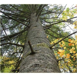 nasiona Jodła olbrzymia Abies szt5 Fore24