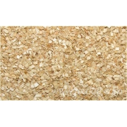 nasiona Jodła olbrzymia Abies szt5 Fore24