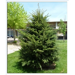 nasiona Jodła pospolita Abies alba