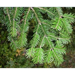 nasiona Jodła pospolita Abies alba