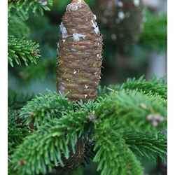 nasiona Jodła pospolita Abies alba